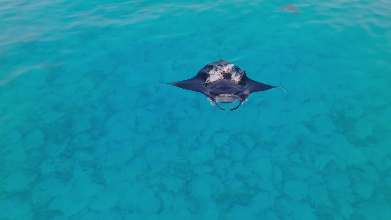 Aerial footage of manta rays in turquoise waters near Vashafaru, Maldives. Groups and single mantas gliding over reefs. Perfect for nature, travel, and wildlife stock projects.