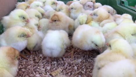 little chickens baby chicken in poultry farm little chickens lots of little chicks in the box on farm farms 4 to the video