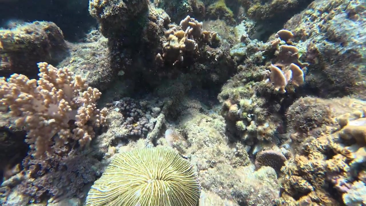 Vista subacquea di un vibrante ecosistema di barriera corallina