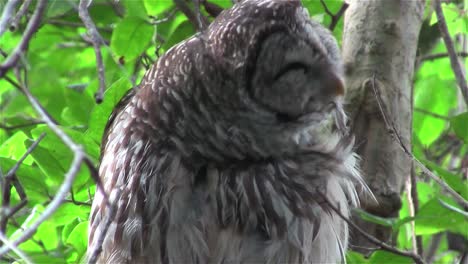 Eine-Streifeneule-Putzt-Sich-Von-Einer-Stange-In-Einem-Baum