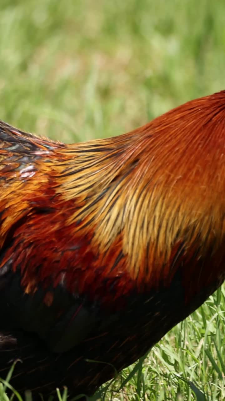 петух, уверенно идущий в солнечный день.