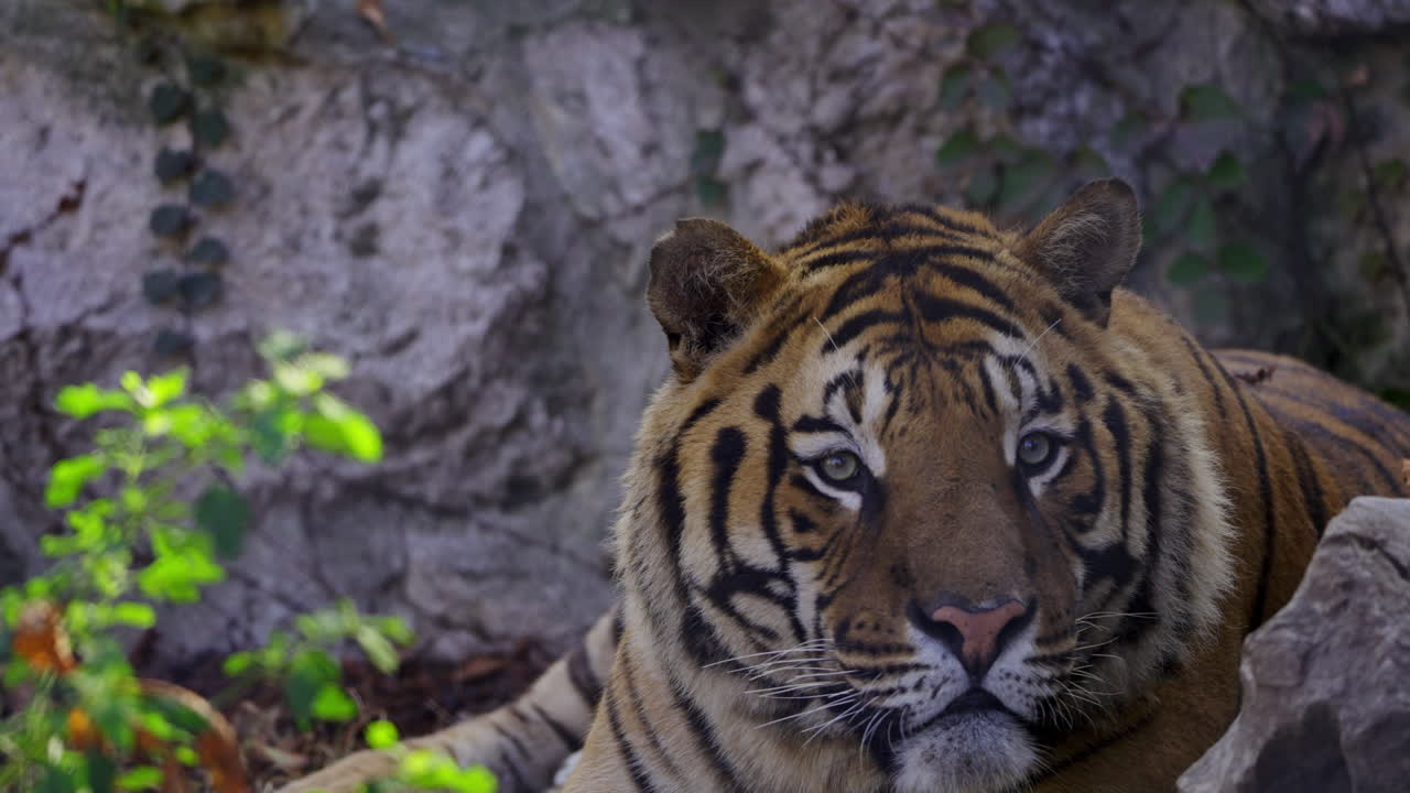 tigre en la naturaleza