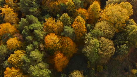 Toma-De-Reenvío-De-Vista-Aérea-Superior-De-árboles-Forestales