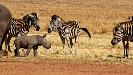 perky curious baby white rhino explores area and checks out zebras around him