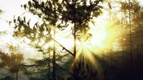sunlight filters through trees in a serene forest during early morning