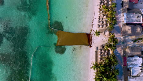 disparo de drones en ángulo descendente de algas sargasso y esfuerzo para mantener las algas fuera de la playa en mahahual méxico