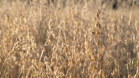 oat , cereal grain grown in natural organic farm field plantation