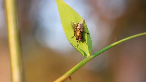 a fly resting on a green leaf