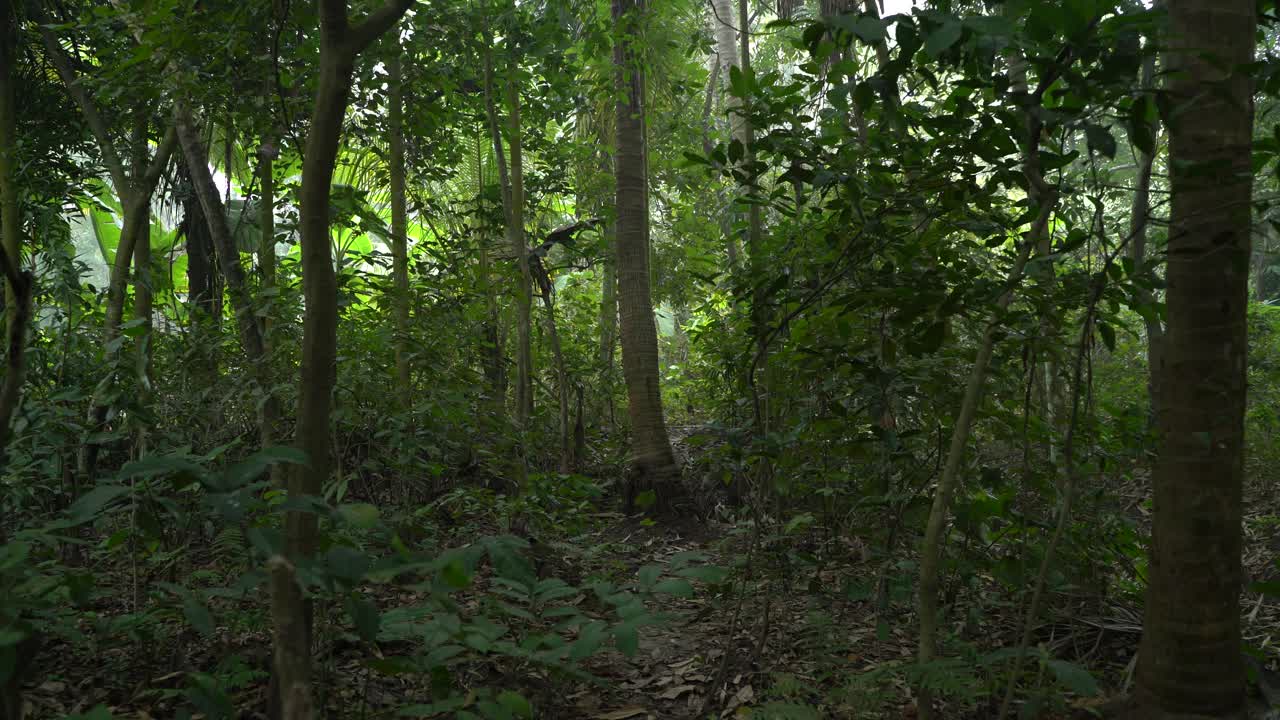 Scatto in movimento di verde intenso all'interno della foresta