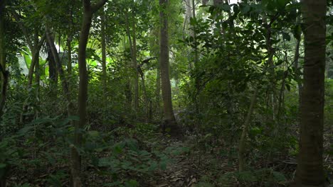 Toma-En-Movimiento-De-Un-Verde-Profundo-Dentro-Del-Bosque.