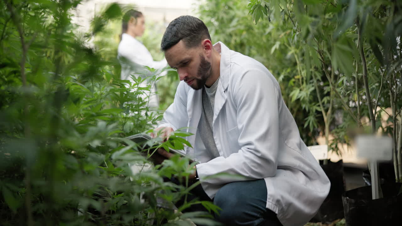 Stressed scientist working in a cannabis greenhouse