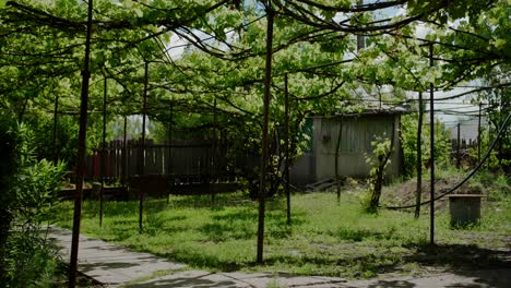 Patio-Trasero-De-Una-Casa-Rural-Con-Vides-Y-Plantas-Verdes