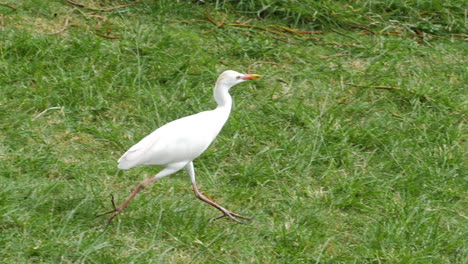 Kleiner-Storch-Oder-Ein-Anderer-Vogel,-Der-Im-Gras-Läuft