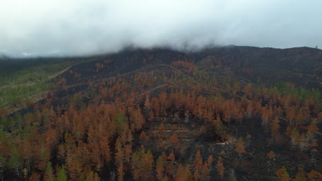 Panoramic-shot-of-burned-woodland-with-dense-cloudscape-on-top