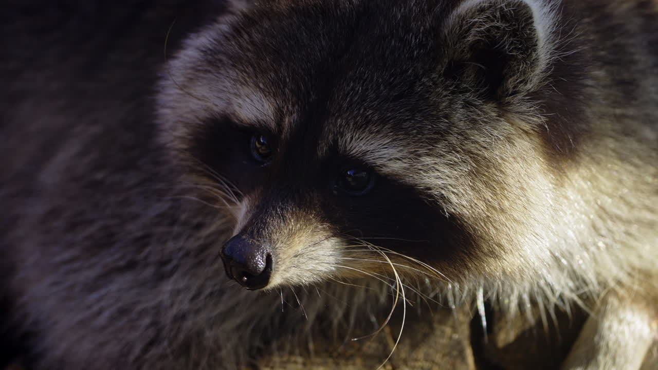 Close-up of a Raccoon