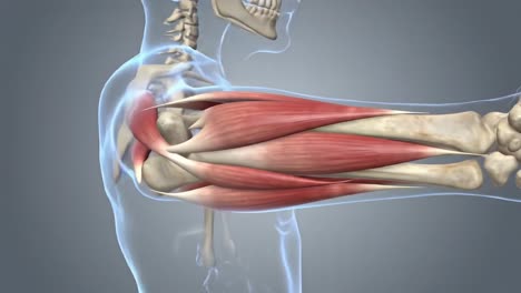 anatomical overview of the human arm: exploring muscle structure and skeletal features from shoulder to wrist for enhanced biomechanical understanding