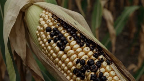 corn field with potential damage