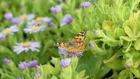 Vanessa-cardui-butterfly-or-painted-lady-or-cosmopolitan-perched-on-San-Bernardino-aster-flowers-in-summer-close-up