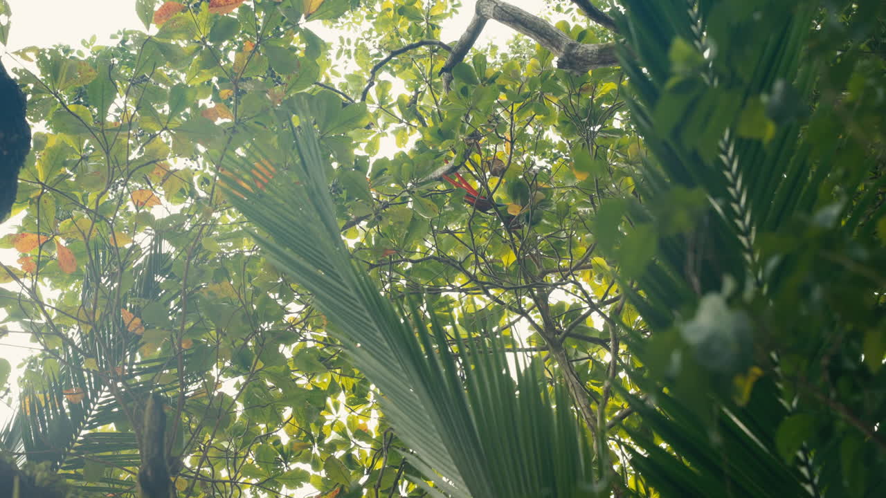 Lush tropical foliage