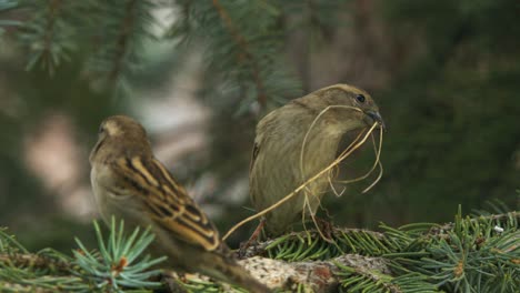 male sparrow brings nesting grass to his mate on spruce tree branch