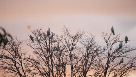 Cacatúa-Con-Cresta-De-Azufre-Encaramada-En-Un-árbol-Durante-El-Amanecer-Con-Un-Globo-Aerostático