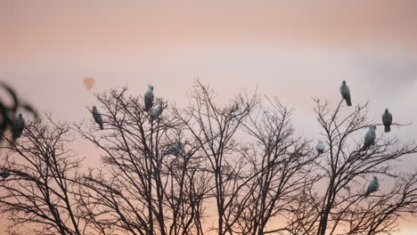 la cacatúa de cresta de azufre se alza en el árbol durante el amanecer con un globo de aire caliente