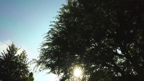 una toma de una gran línea de árboles ubicada justo al lado de sunset boulevard en los ángeles, california