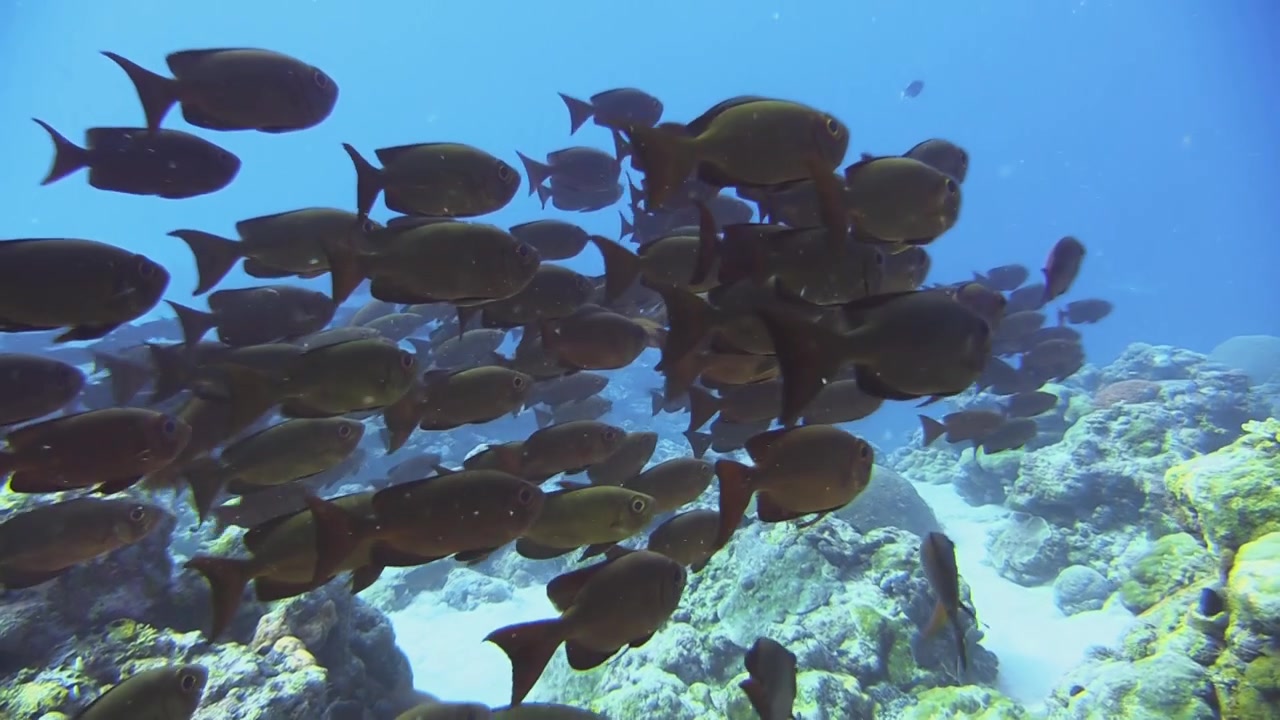 Banco di carangidi occhioni dalla coda a mezzaluna si libra sopra una barriera corallina in acqua limpida e azzurra, con la testa controcorrente, poi si allontana