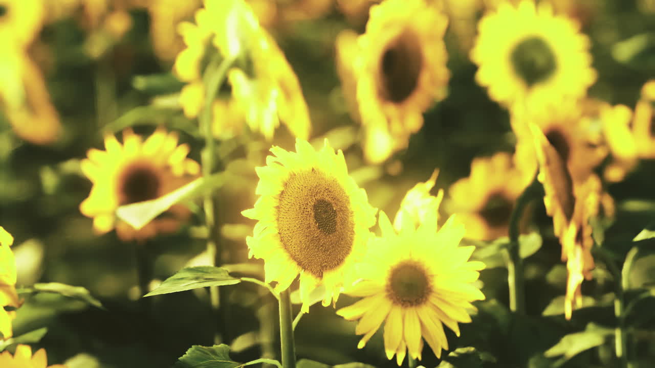Bright sunflowers bloom in a vibrant field under warm sunlight