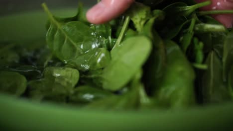 La-Mano-Masculina-Caucásica-Lava-La-Espinaca-Verde-De-La-Hoja-Del-Bebé-En-Un-Tazón-Verde-Lleno-De-Agua