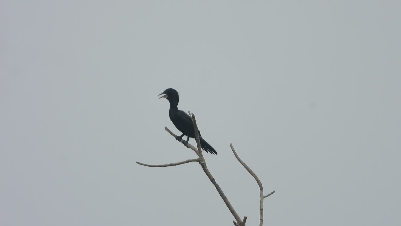 나무 에서 긴장을 풀고 있는 독수리