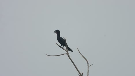el cormorán en el árbol relajándose