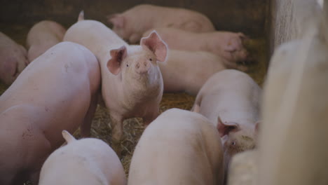 pigs in a farm pen