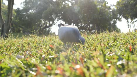 des pigeons dans la forêt.