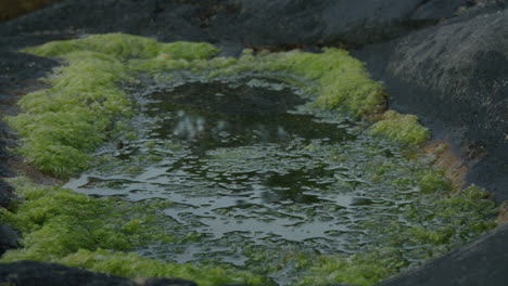 algas verdes claras en un charco junto al mar