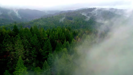 vista aérea sobre el bosque nebuloso en las montañas de muir woods monumento nacional, en estados unidos