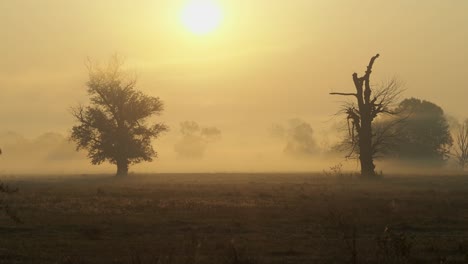 Shot-of-morning-mist-over-open-field-at-sunrise