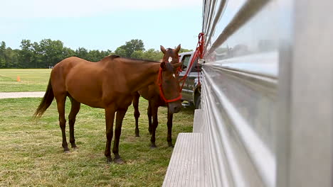 dos caballos atados a un trailer_plano medio