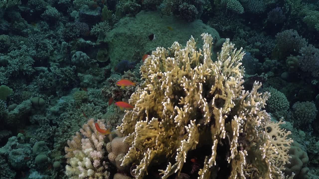 Corallo di fuoco e pesci antias arancioni della barriera corallina nel Mar Rosso