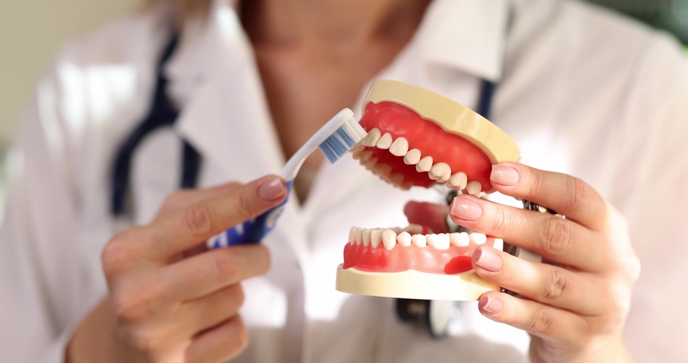 Mujer con bata médica sostiene un modelo de dientes humanos y un cepillo de dientes.