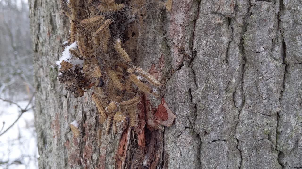 Esoscheletro abbandonato di processionaria della quercia su un albero durante l'inverno