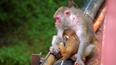 a baby monkey hugging its mother and she is caring of baby monkey