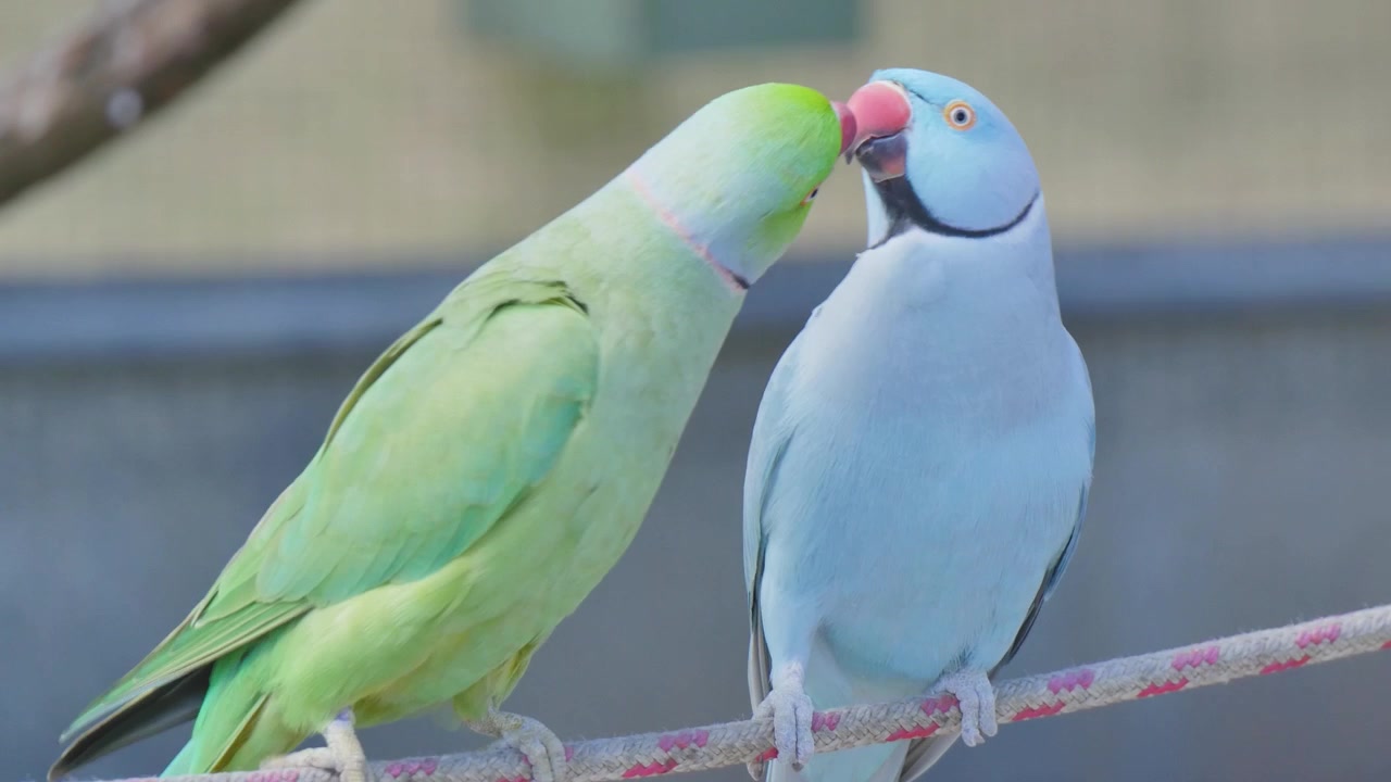 Pássaro verde e pássaro azul compartilham comida e se beijam.