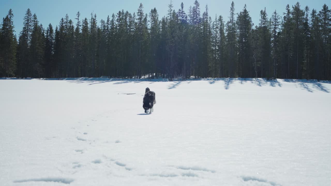 perro malamute de alaska corriendo en el paisaje de invierno durante el día soleado