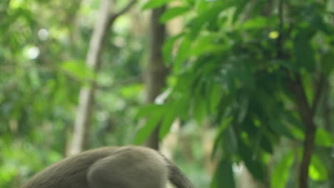 playful grey-colored monkeys or long-tailed macaques in ubud monkey forest