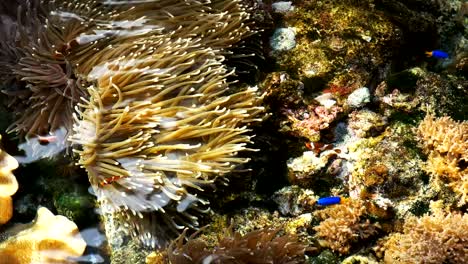 arrecife de coral