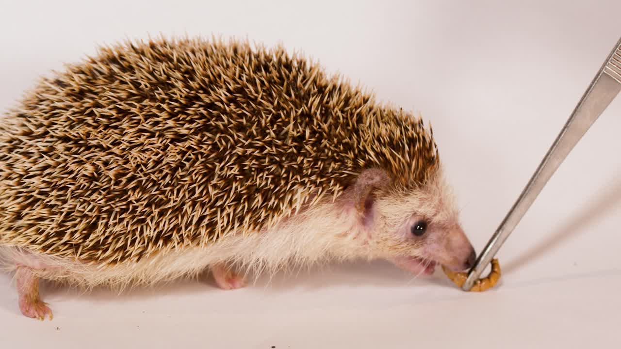 Ein afrikanischer Zwerg-Igel isst eine Mehlwurm-Larve von einer Pinzette vor einem weißen Hintergrund