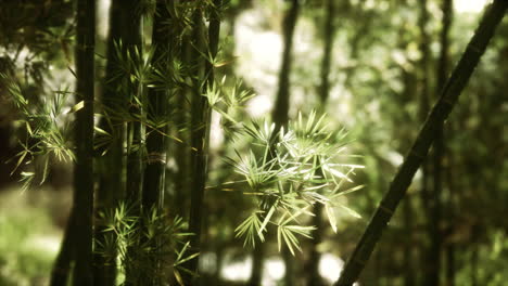 el bosque de bambú verde en hawai