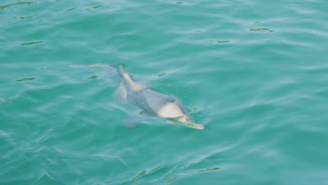 Wilder-Delfin-In-Der-Nähe-Von-Moreton-Bay