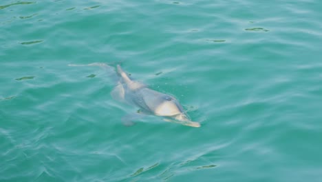 delfín salvaje cerca de la bahía de moreton